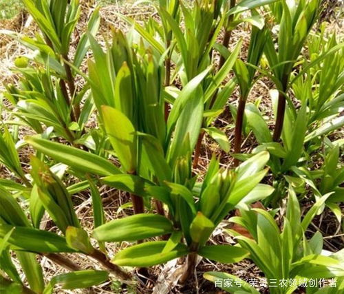 贝母种植技术图解：揭秘高效益中药材的栽培之道