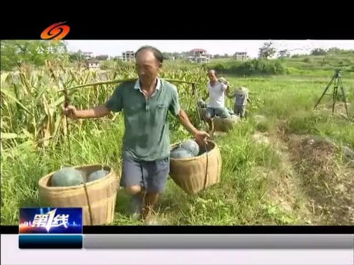 黄瓤西瓜种植技术揭秘：如何培育出甜润多汁的夏日佳品？