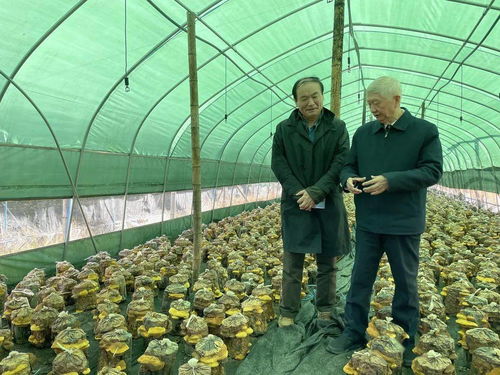 桑黄人工种植技术：开启可持续发展的“菌中之王”时代