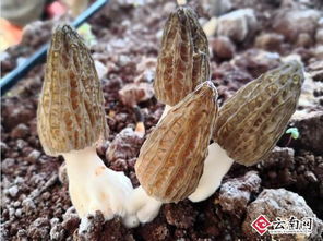 羊肚菌种植技术揭秘：如何开启致富之门？