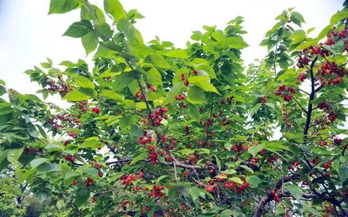 樱桃树种植技术揭秘：如何打造丰产优质果园？