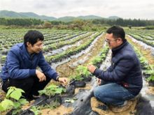 药材种植技术革新与回收利用：绿色发展的新路径