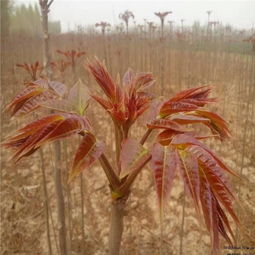 揭秘农村红油香椿种植技术，助力乡村振兴新篇章