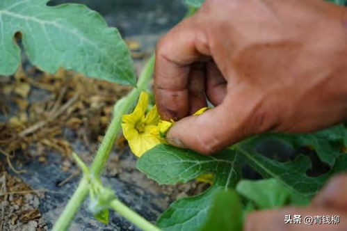 西瓜种植技术揭秘：如何选瓜留瓜，提高产量与品质？