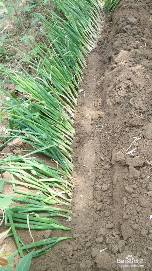 小葱种植，技术人员的绿色秘籍：揭秘高效种植之道