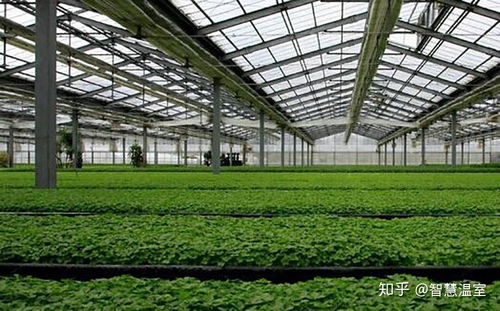 《冬季大棚架豆种植：揭秘高效益的秘密武器》