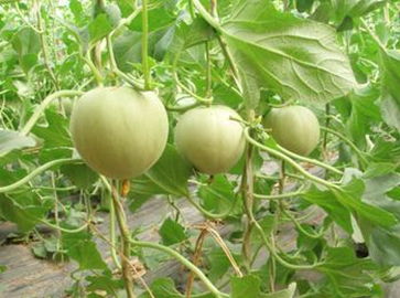 香瓜种植技术揭秘：如何打造高品质香瓜？