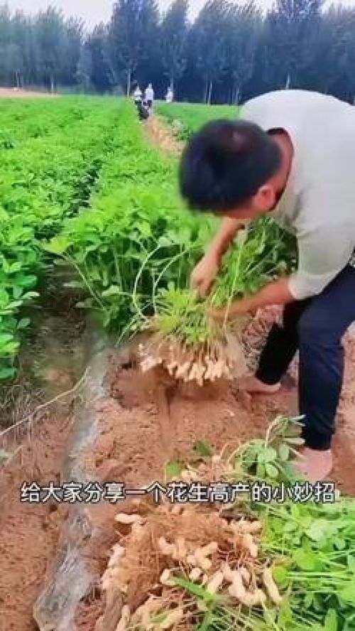 花生种植高产技术揭秘：如何实现亩产千斤？