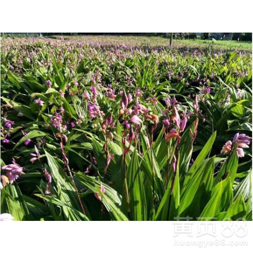 揭秘小白芨种植奥秘：新手指南助力高效丰收