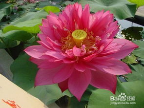《荷花种植新篇章：揭秘绿色生态农业的“水中明珠”养殖技术》