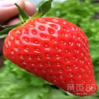 《红颜草莓种植：揭秘高效盈利的秘密武器》