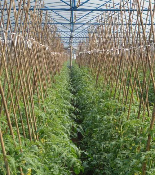番茄大棚种植技术揭秘：如何提高产量与品质？