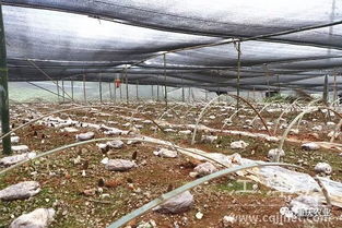 重庆羊肚菌种植技术：揭秘高效益背后的奥秘