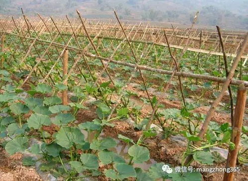 揭秘南瓜高产种植秘诀：如何让产量翻倍？