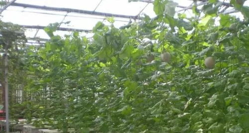 《绿色丰收：揭秘陆地西红柿种植的革命性技术革新》
