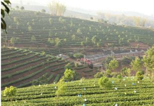 揭秘高山茶叶种植技术：如何培育出优质茶叶？