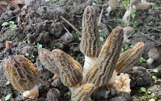 揭秘羊肚菌种植技术：哪里学？如何成功？
