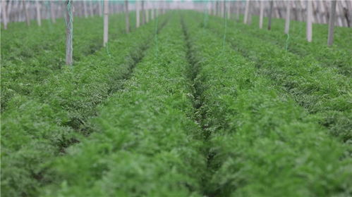 《现代农业种植技术：揭秘高效增产的秘密武器》
