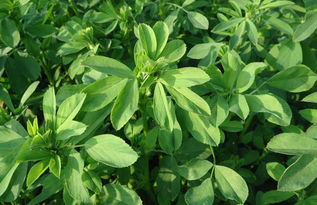 《紫花苜蓿种植新篇章：揭秘高效种植技术，让营养草原焕发生机》