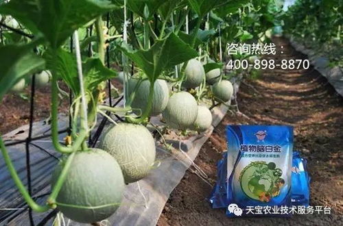 解锁甜瓜种植新技能——全套视频教程，助您一“瓜”致富！