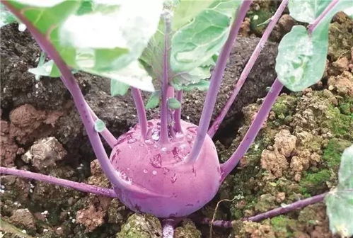 《揭秘苤蓝种植秘诀：高效高产之路》