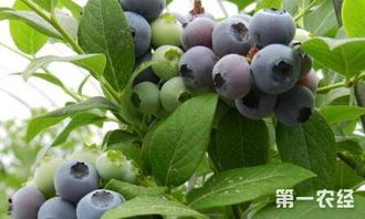 蓝莓种植大棚技术革新：揭秘高效益的秘密武器