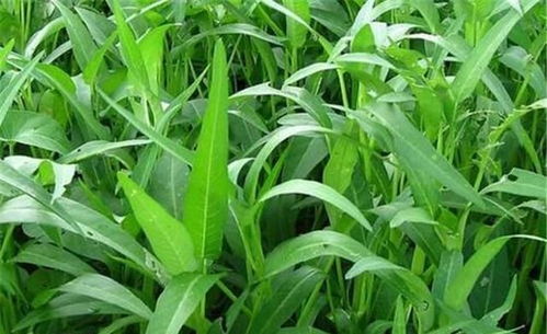 《揭秘空心菜种植秘籍：最佳时机与高效技术全解析》