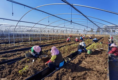 《马铃薯原原种种植技术革新：揭秘高效益背后的秘密》