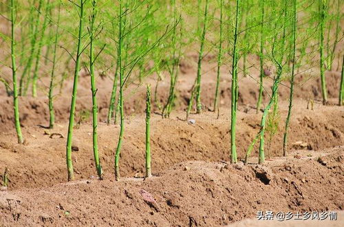 《芦笋种植新篇章：揭秘高效管理与栽培技艺》