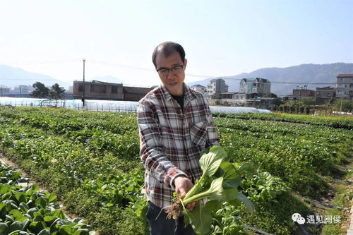《青梗菜种植新篇章：揭秘高效种植技术，助您增收致富》