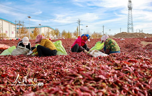 龙椒种植技术揭秘：如何培育出高品质的辣椒之王？
