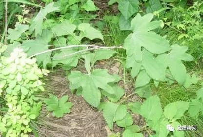 穿山龙中草药种植技术揭秘：如何培育出高品质药材？