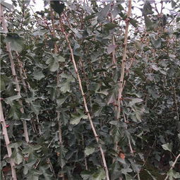 山楂树种植管理技术揭秘：如何培育出优质果实？
