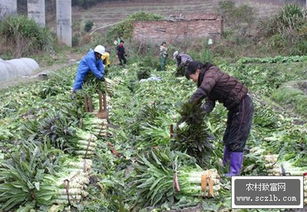 揭秘秋季莴苣高产种植秘籍：如何实现亩产千斤？