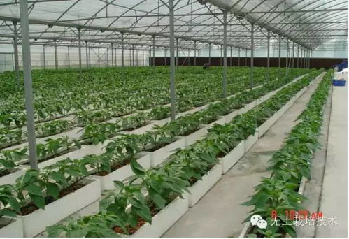 大棚西红柿种植与管理：揭秘高效益的秘密武器