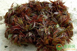 揭秘香椿高产种植之谜：如何实现亩产千斤的绿色农业奇迹？