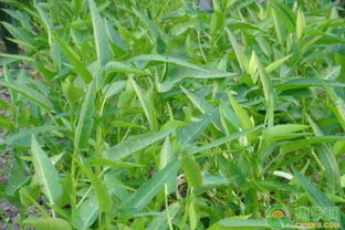 《广西空心菜种植技术揭秘：如何打造高效绿色菜园？》
