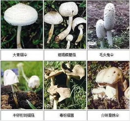 《蘑菇种植全攻略：从入门到精通，掌握这份技术，轻松实现财富增长！》