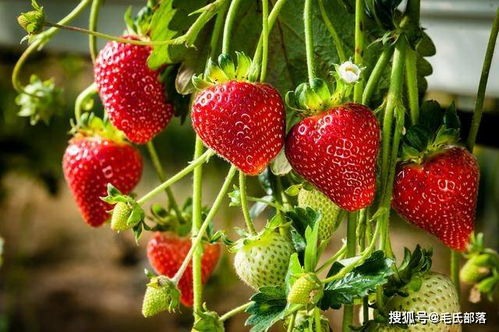 《露天草莓种植全程技术揭秘：如何培育出美味多汁的果实？》
