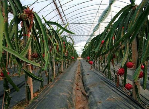 火龙果种植攻略：揭秘高效益的秘密武器