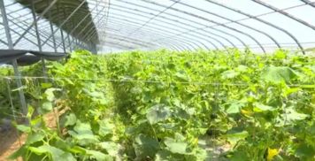 揭秘贝贝南瓜露天种植技术：如何打造高产高效田？