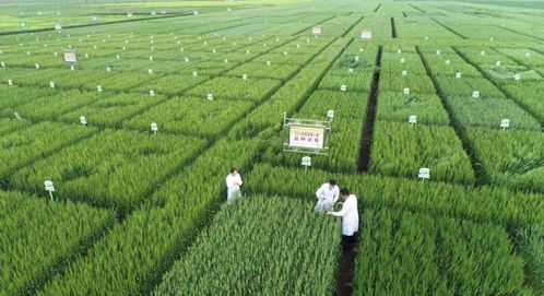 《农业种植技术网：揭秘现代农业种植的智慧奥秘》