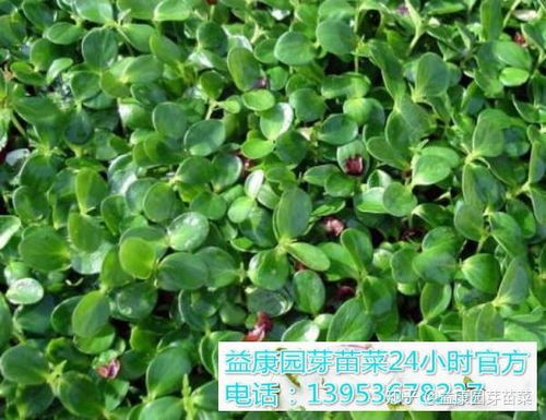 芽苗菜种植指南：揭秘高效益的绿色蔬菜培育之道