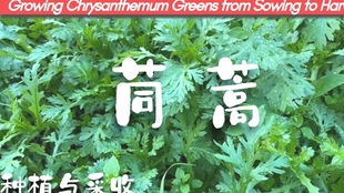 《揭秘茼蒿高效种植技术：从选种到管理，一网打尽！》