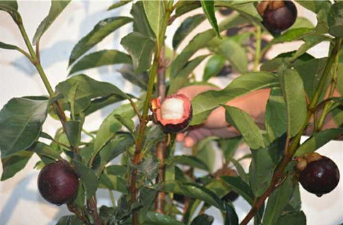黄金山竹种植技术揭秘：如何培育出高品质的“绿色黄金”？