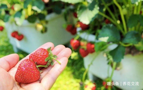 《草莓种植新篇章：揭秘露地种植技术，助力高效丰收》