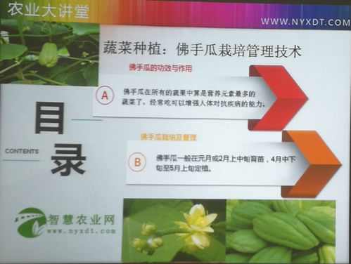 《揭秘露地佛手瓜高效种植技术：让丰收不再遥远》