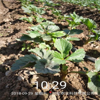 草莓种植技术指导：揭秘如何培育出高品质草莓