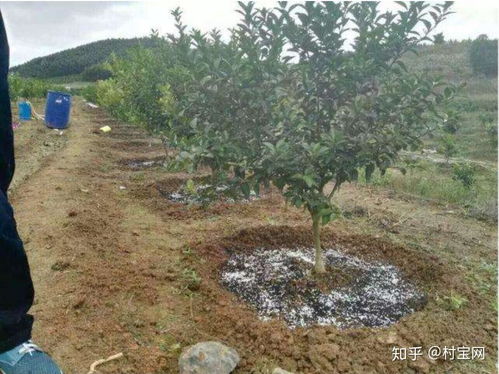柑橘种植施肥：揭秘高效营养配方，助力丰收秘诀！