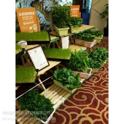 芽苗菜种植技术加盟：绿色农业新风口，如何抓住这波财富机遇？
